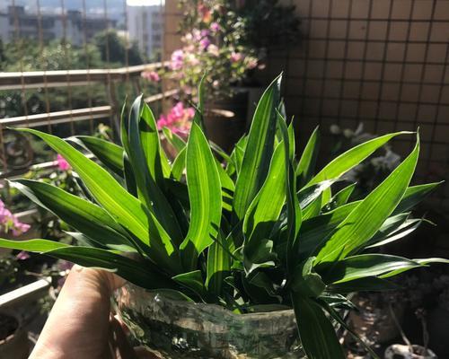 百合竹花象征着什么？它的花语和用途有哪些？