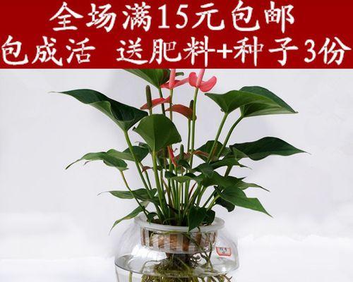 高档花卉有哪些？如何挑选和养护？