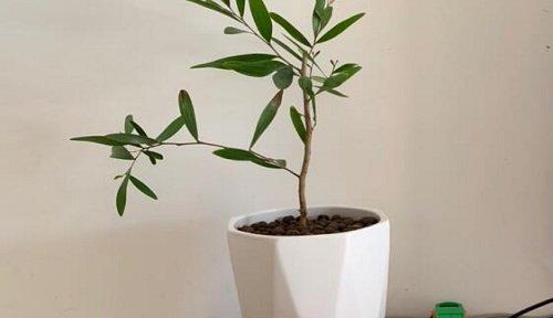 高花盆适合养什么花？如何选择适合的植物？