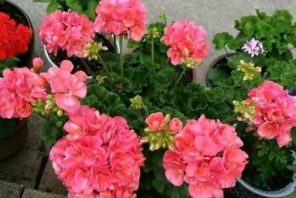 高钾肥适合浇什么花？使用高钾肥的正确方法是什么？