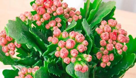 高钾肥适合浇什么花？使用高钾肥的正确方法是什么？