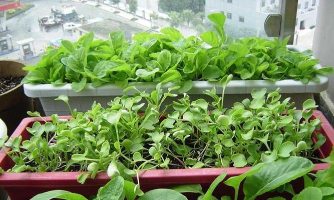 高钾肥适合浇什么花？使用高钾肥的正确方法是什么？