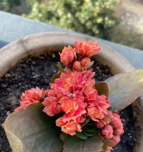 不同颜色的长寿花寓意是什么？长寿花有哪些颜色及其象征意义？