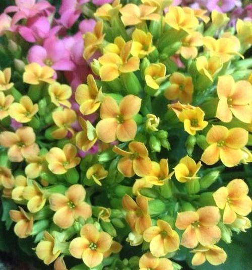 不同颜色的长寿花寓意是什么？长寿花有哪些颜色及其象征意义？