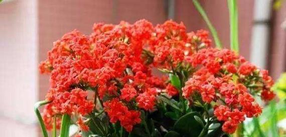 不同颜色的长寿花寓意是什么？长寿花有哪些颜色及其象征意义？