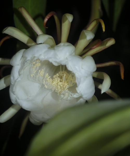 昙花有哪些种类？它们各自代表什么意思？