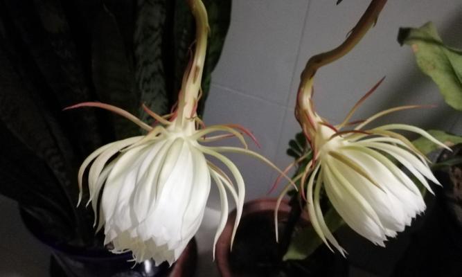 昙花有哪些种类？它们各自代表什么意思？