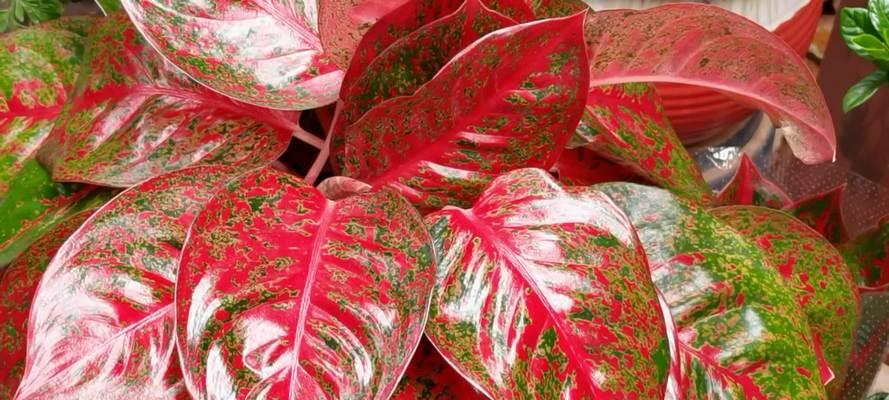 彩叶万年青花语是什么？如何养护才能保持其色彩斑斓？