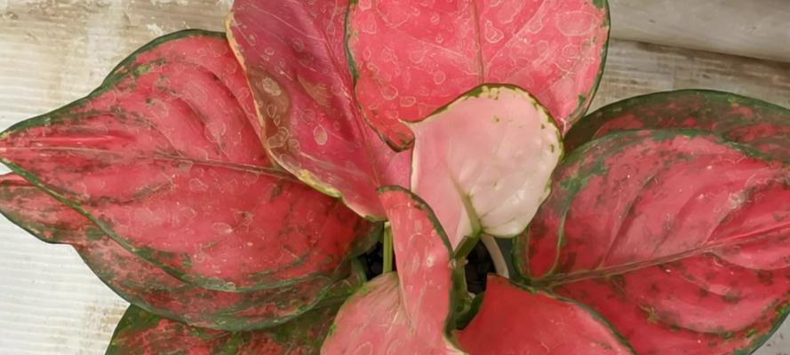 彩叶万年青花语是什么？如何养护才能保持其色彩斑斓？
