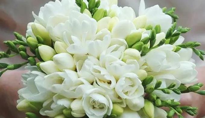 苍兰花的寓意是什么？如何正确理解苍兰花的象征意义？