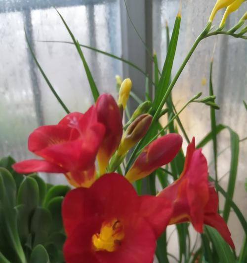 苍兰花的寓意是什么？如何正确理解苍兰花的象征意义？