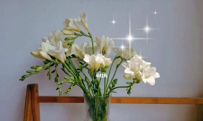 苍兰花的寓意是什么？如何正确理解苍兰花的象征意义？