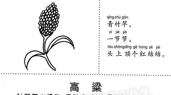 高粱的生长习性特点是什么？生长环境条件有哪些要求？