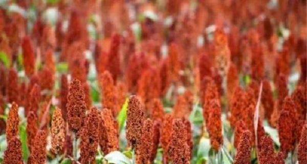 高粱的生长习性特点是什么？生长环境条件有哪些要求？