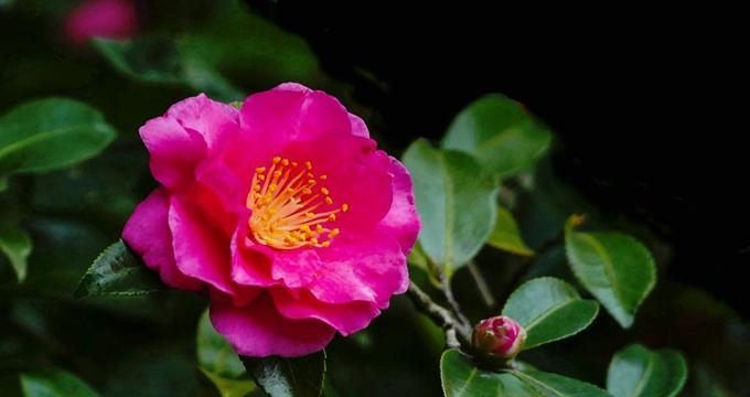 茶梅花语寓意是什么？如何理解茶梅的花语含义？
