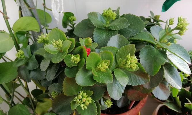 长寿花不同颜色代表什么？每种颜色的长寿花寓意是什么？