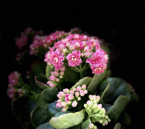 长寿花不同颜色代表什么花语？每种颜色的长寿花有何含义？