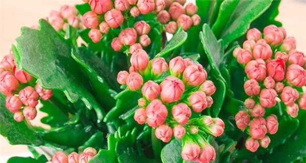 长寿花不同颜色代表什么花语？每种颜色的长寿花有何含义？