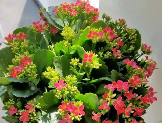 长寿花不同颜色代表什么花语？每种颜色的长寿花有何含义？