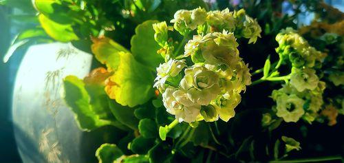 长寿花代表什么？花语和寓意有哪些常见问题解答？