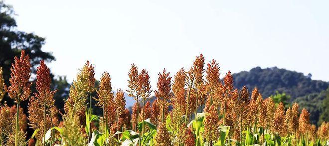 高粱种植的最佳季节是什么时候？春季还是秋季？