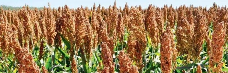 高粱种植的最佳季节是什么时候？春季还是秋季？