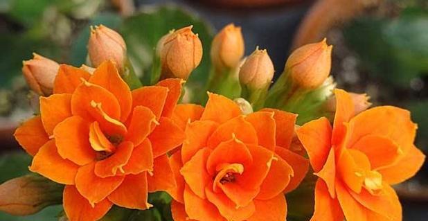 长寿花的花语是什么？如何正确解读长寿花的寓意？