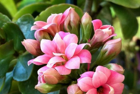 长寿花有哪些颜色？不同颜色的长寿花花语是什么？