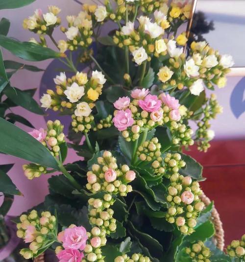 长寿花的寓意是什么？如何正确养护以保持其美好含义？