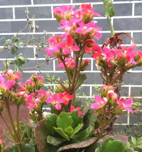 长寿花的寓意和花语是什么？