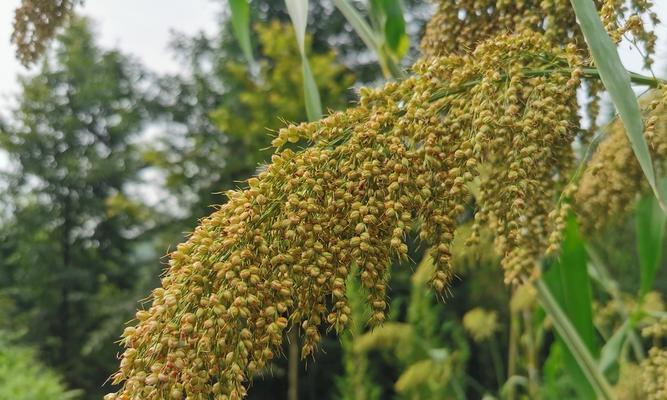 高粱什么时候成熟？如何判断高粱的最佳收割时间？