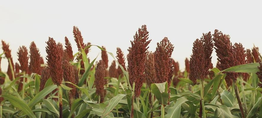 高粱收割的最佳时间是什么时候？如何判断收割时机？