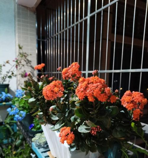 长寿花老化是什么意思？如何判断长寿花是否老化？