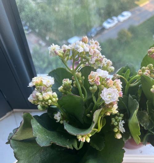长寿花颜色代表什么？不同颜色长寿花的含义是什么？