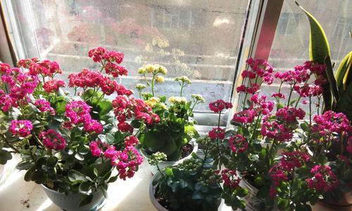 长寿花颜色代表什么？不同颜色长寿花的含义是什么？