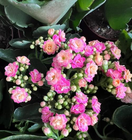长寿花颜色代表什么？不同颜色长寿花的含义是什么？