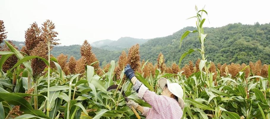 高粱最佳收割时间是什么时候？如何判断高粱成熟度？