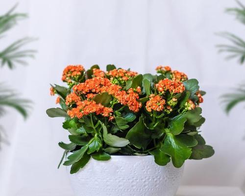 长寿花颜色的寓意是什么？不同颜色长寿花代表什么含义？