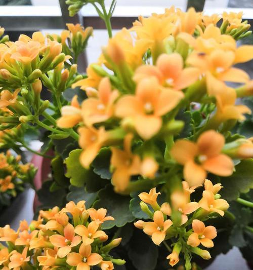 长寿花颜色的寓意是什么？不同颜色长寿花代表什么含义？