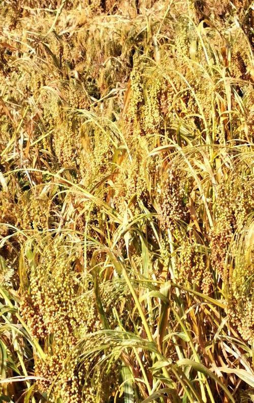 高粱属于单子叶植物吗？它的分类特点是什么？