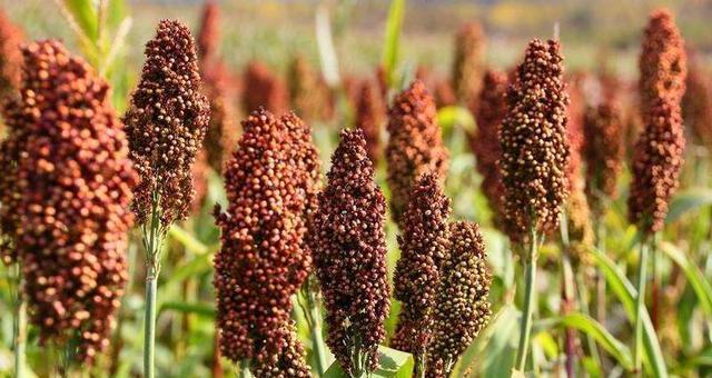 高粱属于单子叶植物吗？它的分类特点是什么？