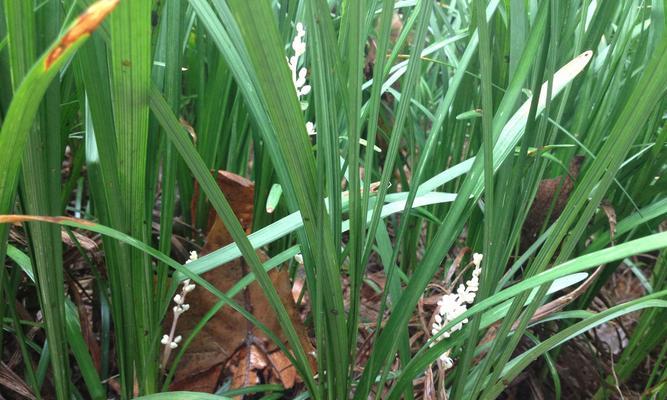 高粱属于单子叶植物吗？它的分类特点是什么？