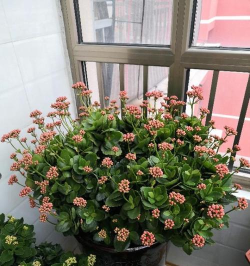 长寿花摘心是什么意思？如何正确进行长寿花摘心操作？
