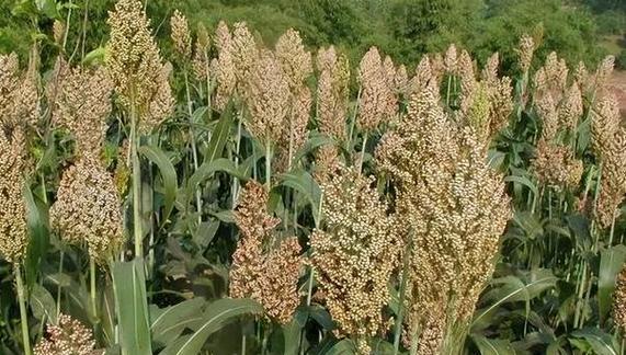 高粱属于什么类型的农作物？高粱的种植特点有哪些？