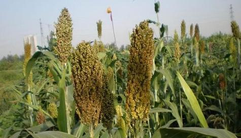 高粱属于什么类型的农作物？高粱的种植特点有哪些？