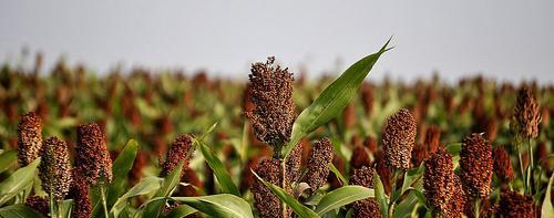 高粱属于什么类型的农作物？高粱的种植特点有哪些？