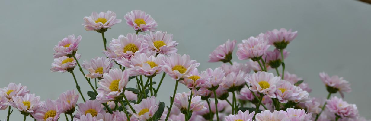 长寿菊的花语有哪些含义？