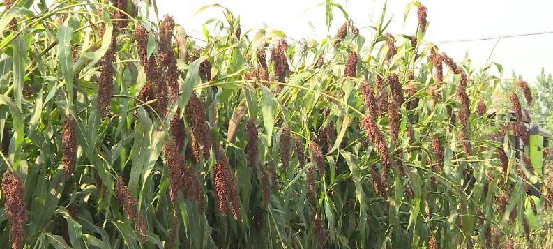 高粱施肥的最佳选择是什么？如何根据土壤情况选择肥料？