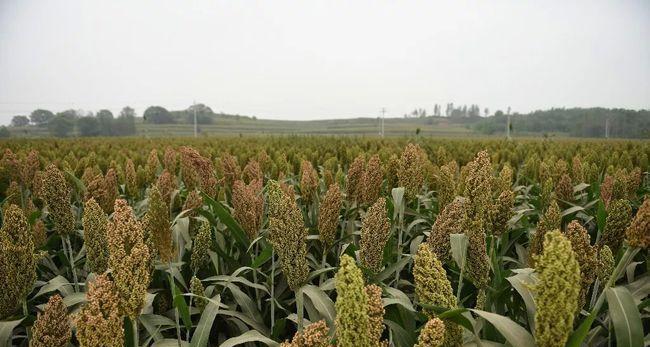 高粱原产地在哪里？高粱的起源和种植历史是什么？