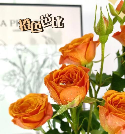 橙色玫瑰代表什么意思？花语背后有哪些故事？